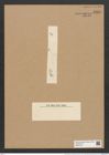 Clavicula polymorpha var. delicatula Pant. (de-Toni-Nr.: Genus 75, Species 2800) Zeichnungen Sammlung Grunow Nr. 5751 (NHMW-BOT-W0374140)